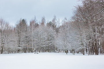 white winter scenery in park