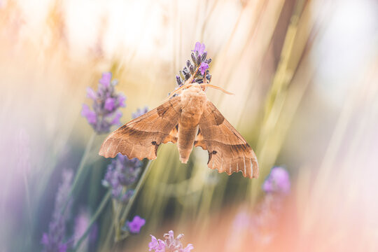 falena grande, sfinge del leccio (Marumba quercus) su fiori di lavanda