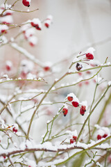 white winter scenery in park