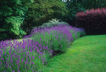  Lavender hedge in flower at a Country House garden