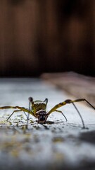 Fotografia de Natureza 