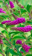 Fotografia de Natureza 