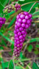 Fotografia de Natureza 