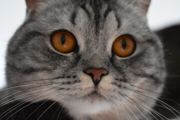 Unsere süße Pia-Britisch Kurzhaar