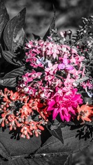 Fotografia de Natureza 