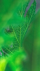 Fotografia de Natureza 