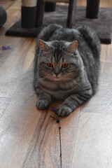 Obraz premium Unsere süße Pia-Britisch Kurzhaar