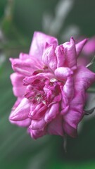 Fotografia de Natureza 