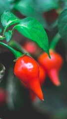 Fotografia de Natureza 