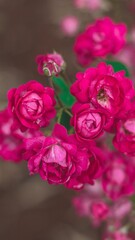 Fotografia de Natureza 