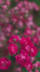 Fotografia de Natureza 