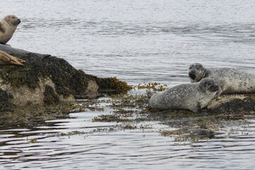 Earless seal | Foche