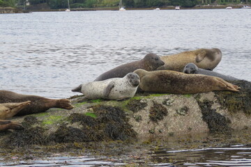 Earless seal   Foche © LORIS