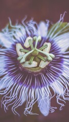 Fotografia de Natureza 