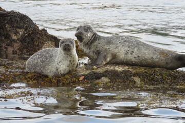 Earless seal   Foche © LORIS