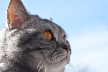 Unsere süße Pia-Britisch Kurzhaar