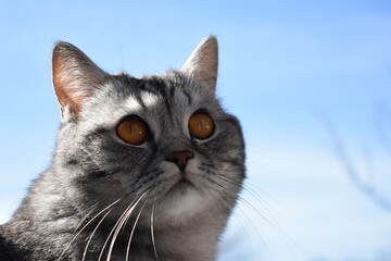 Unsere süße Pia-Britisch Kurzhaar