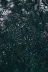 rain on the nature
