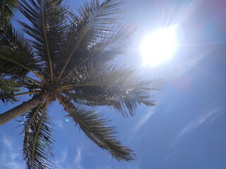 Palm tree tops in front of a bright sunshine in Miami Florida