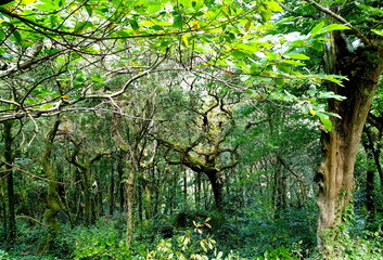 Daytime Photo of Mystical Thick Forest.