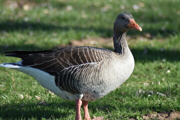 Eine Gans im Park bei Kassel