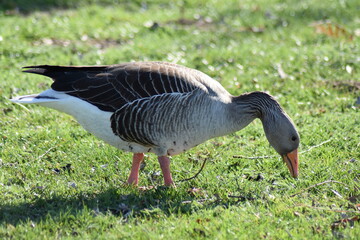 Enten, Gänse und andere Vogelarten aus Kassel.