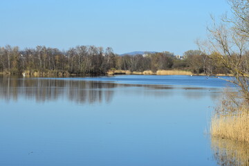 Naturaufnahmen am See in Hessen.