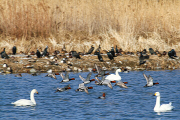 御宝田遊水地 飛び立つホシハジロの群れ