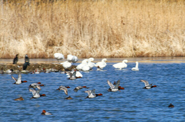 御宝田遊水地 飛び立つホシハジロの群れ