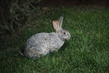 Naklejka na ściany i meble Sitting gray hare outdoors in green grass, a spruce grows nearby. side view. 