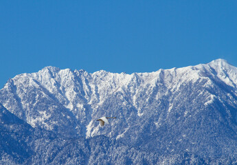 北アルプスと飛翔する白鳥
