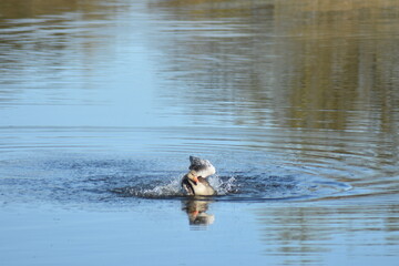 Enten, G&auml;nse und andere Vogelarten aus Kassel.