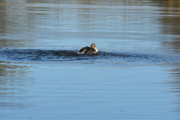 Fototapeta premium Enten, Gänse und andere Vogelarten aus Kassel.