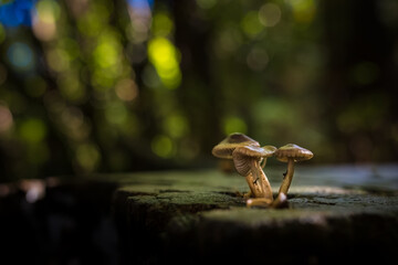 Wild Mushroom in the forest