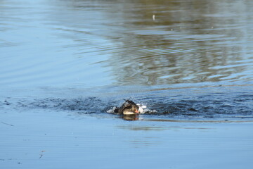 Enten, Gänse und andere Vogelarten aus Kassel.