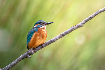 Fototapeta premium Martin pescatore posato su ramo, con sfondo verde sfocato