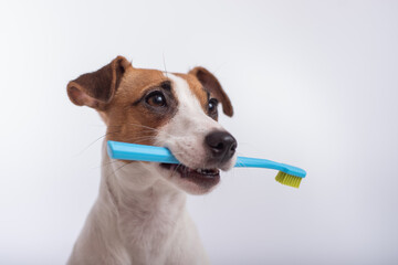 Smart dog jack russell terrier holds a blue toothbrush in his mouth on a white background. Oral hygiene of pets