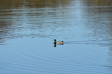 Enten, Gänse und andere Vogelarten aus Kassel.