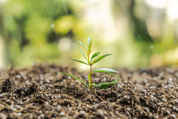 Planting Tree