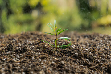 Planting Tree