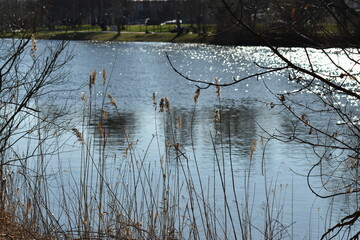 Naturaufnahmen am See in Hessen.
