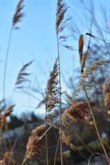 Pflanzen, Blumen, Bäume und viel Grünes aus Kassel.