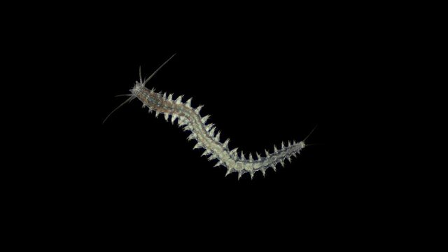 Worm Platynereis sp. under the microscope, Class Polychaeta, Nereididae Family, used to study the development of embryogenesis. Sample found in the Black Sea