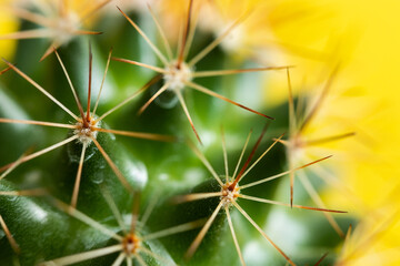 Cactus spines on a yellow background closeup
