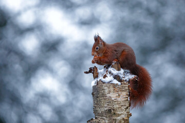 Eurasian red squirrel (Sciurus vulgaris) in the snow searching for food in the forest in the Netherlands 