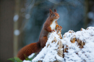 Naklejka na ściany i meble Eurasian red squirrel (Sciurus vulgaris) in the snow searching for food in the forest in the Netherlands 