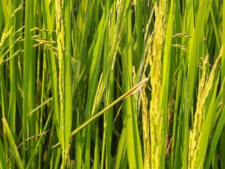 paddy field background. rice plant in rice field. Paddy, Organic Agriculture,Ears Of Rice In The Field. Close up ear of rice swaying by wind in rice paddy. grain in paddy field concept.