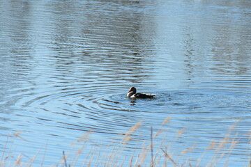 Gans, Schwan und andere Vogelarten aus Kassel