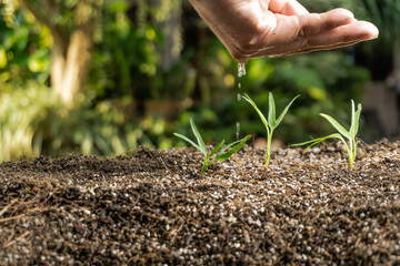 Planting Tree