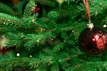 Natural green spruce twig background or texture